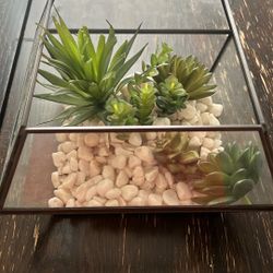 Succulent Terrarium Air Plant