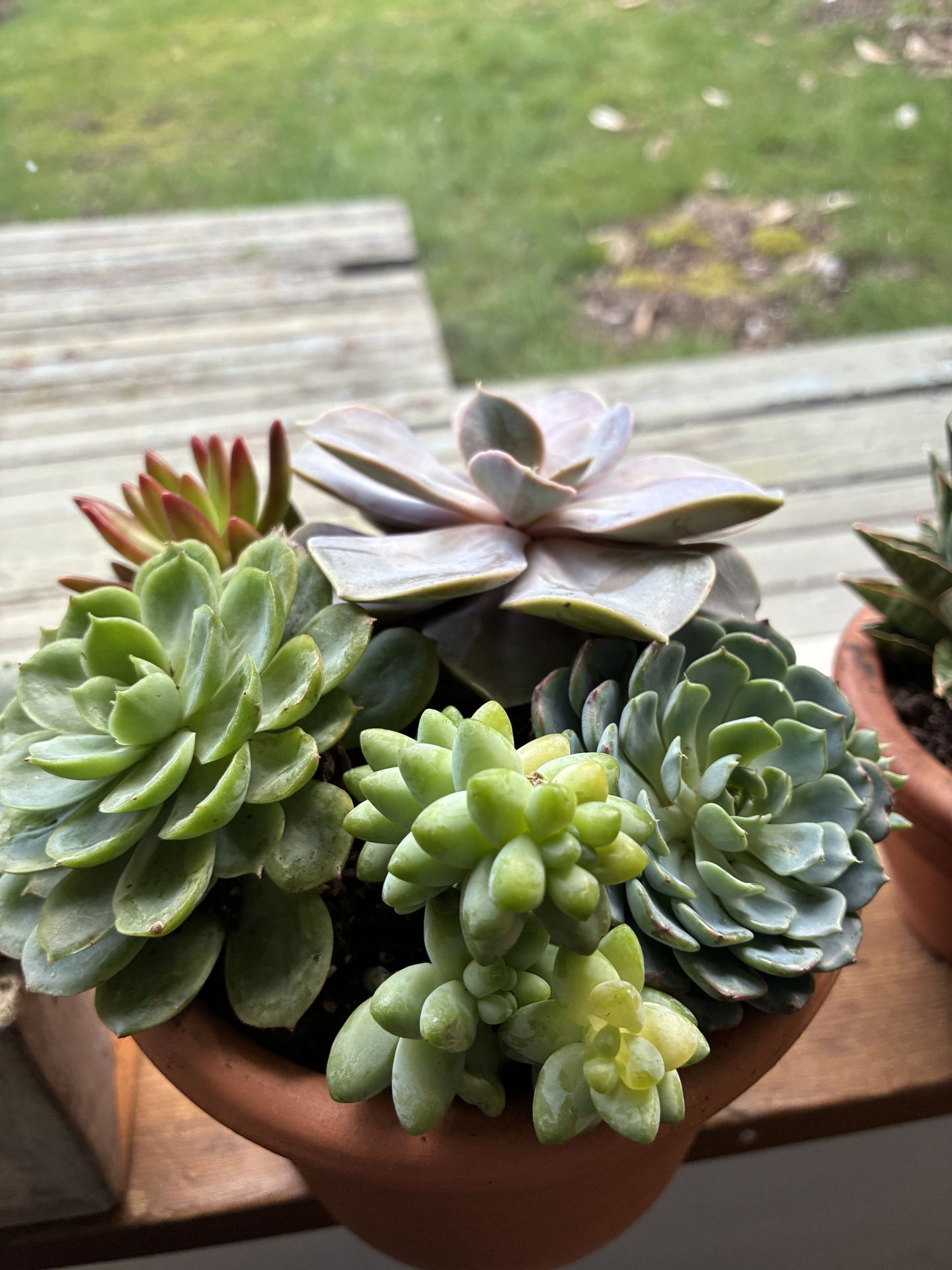 Succulent arrangement