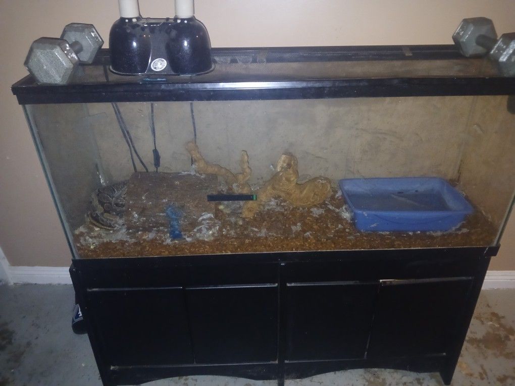 Ball Python "Tank"