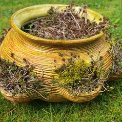 Nice Ceramic Flower Pot With Succulents