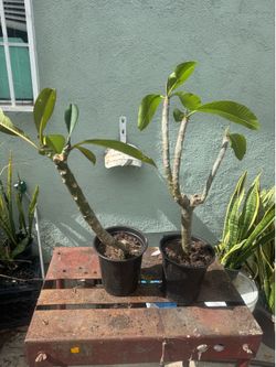 Plumeria -white and white/pink