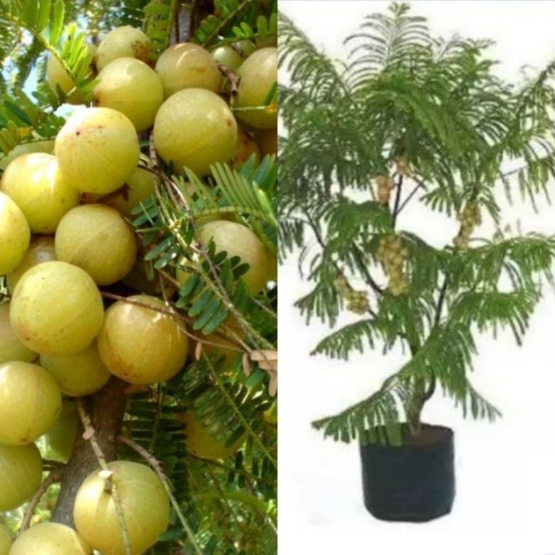 Amla Goosberry Trees Airlayered In 7gal