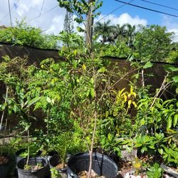 Star Fruit ( Carambola)