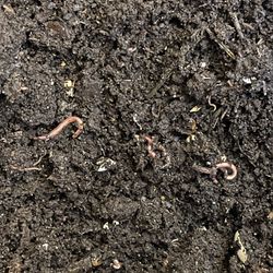 Red Wiggles Worms