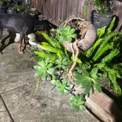 Hanging Coconut Planter