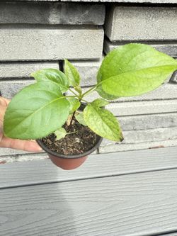 秋月梨pears seeding