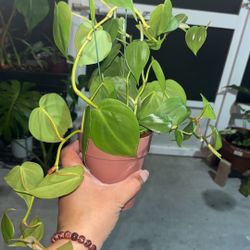 Plants For Sale 🪴