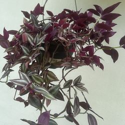 Hanging House Plant  Available 8”