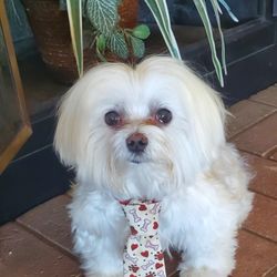 Dog Ties For Sale. 