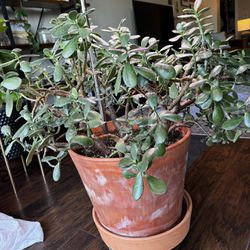 Extra Large Jade Plant