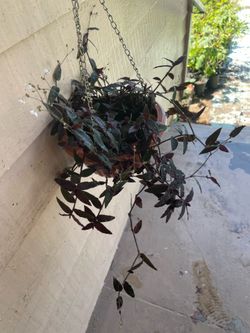 Black tradescantia Hanging Plant