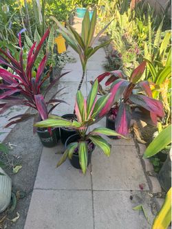 Cordyline 15$ each