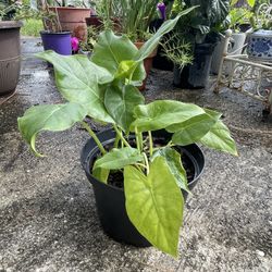 Baby Elephant Ear Plant