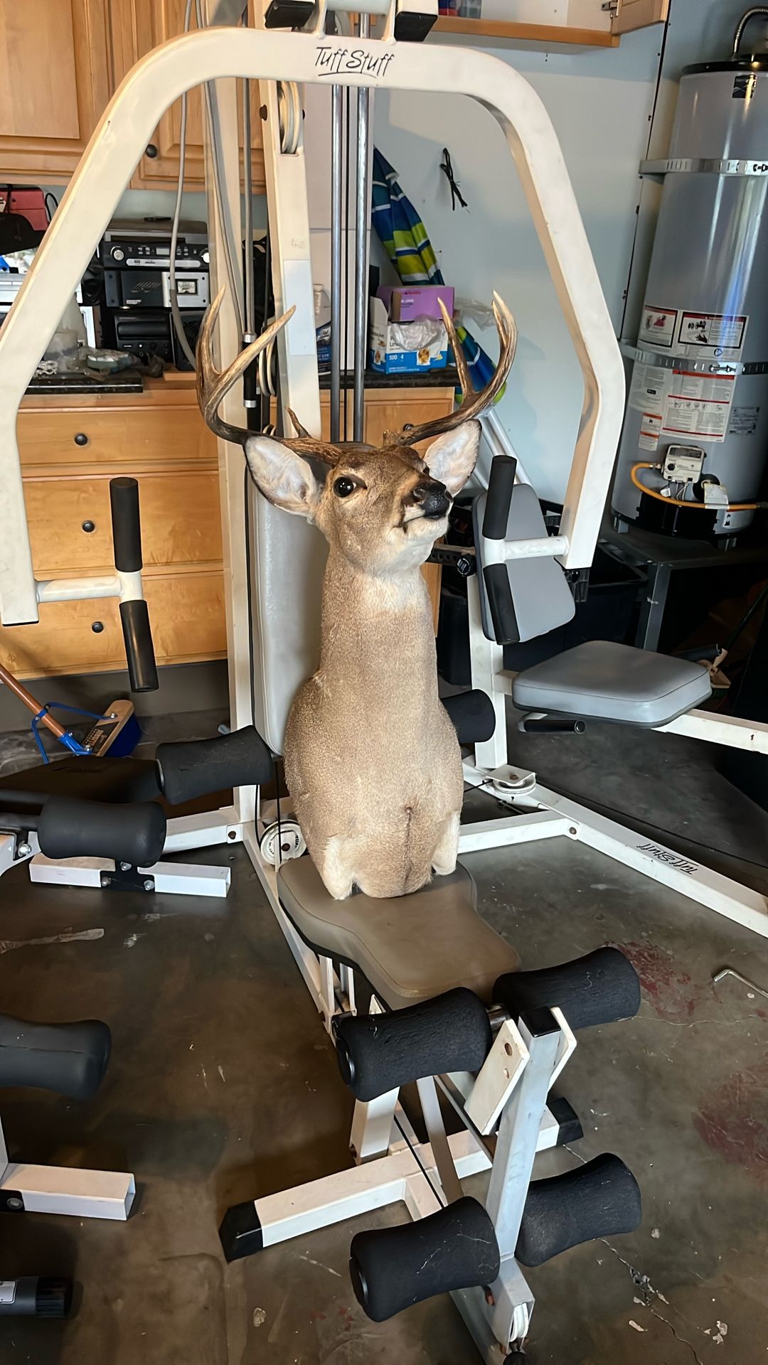 Deer Head