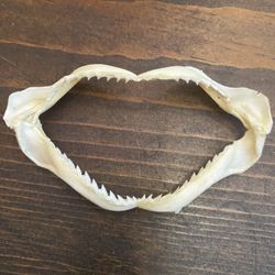 Shark jaw