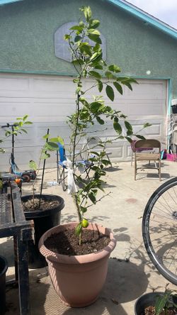 limon persa sin semilla $120  y unos pekeños en $60