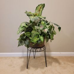 Plant With Stand