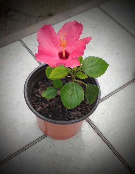 Hibiscus Seminole Pink Hibiscus Bush