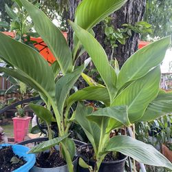 Planta Muy Bonitas 