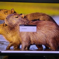 Dell Monitor 22" model e2216h