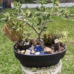 Very Healthy Tricolor Jade And Succulent’s In Rustic Vase 