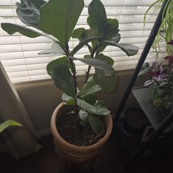 Fiddle Fig Tree!   $45
