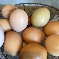 Free Range Farm Fresh Eggs