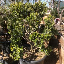 Boxwood  Topiary  Bonsai