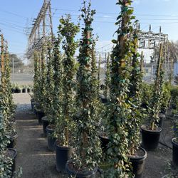 Star Jasmine Vine