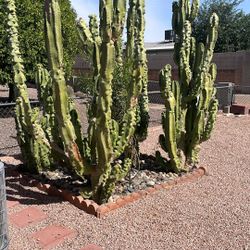 Totem Pole Cactus