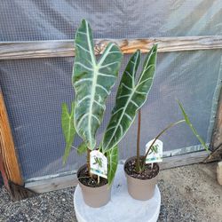 Alocasia Longiloba Plant 6" Pot$5 Each