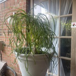 Pony Tail Plant
