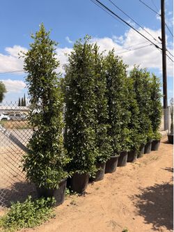 Privacy shrubs 25 gal
