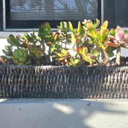 PLANTS  Wicker Tray of SUCCULENTS