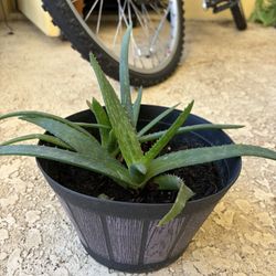 Alloe Vera Plant