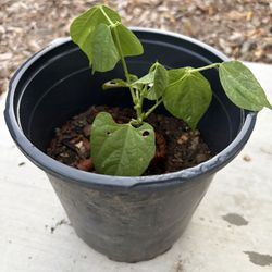 Flat Beans Plant , Chikkudu