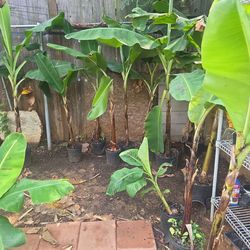 Banana trees