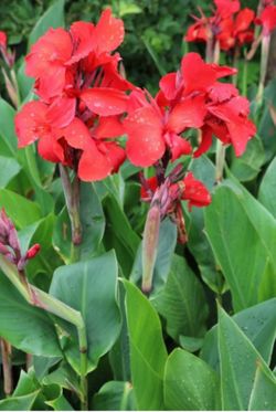 Red Canna Lily
