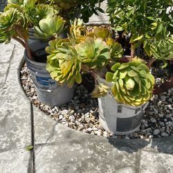 Mountain Flowers Big Pots . Each $19