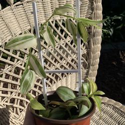 Zebra & Albino Wandering Tradescantia Plant