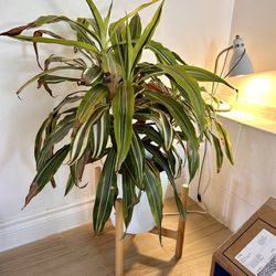 Corn Plant With Pot And Stand