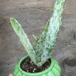 Cactus In Ceramic Pot