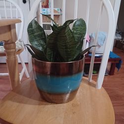 Sanseveria Plant 1