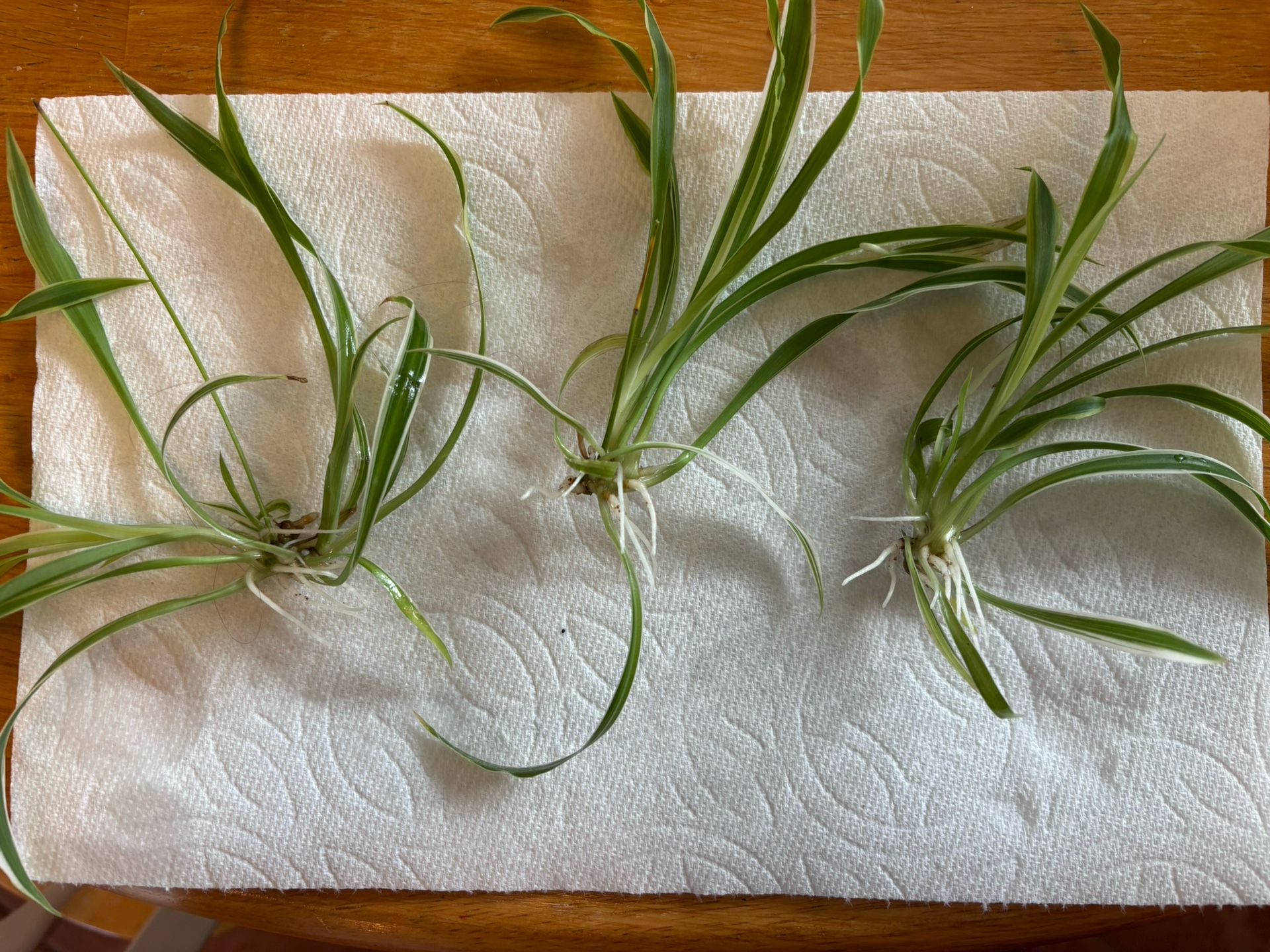 Spider plant babies