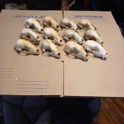 12 Large Raccoon Skulls