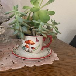 SUCCULENT Plants Growing Fast