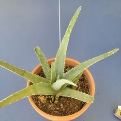 Beautiful Aloe Vera  Plant..  Planta De Savila.