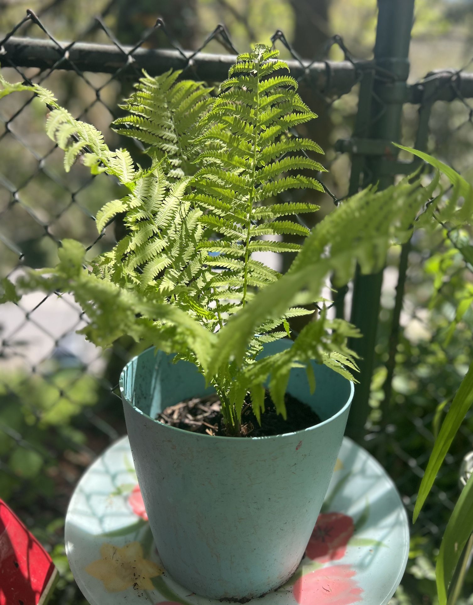 Healthy Ostrich Fern Plant 