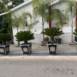Saga Palm planter