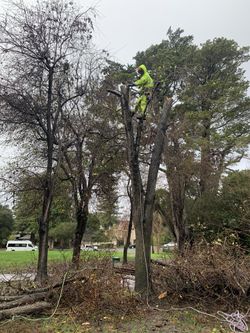Trees